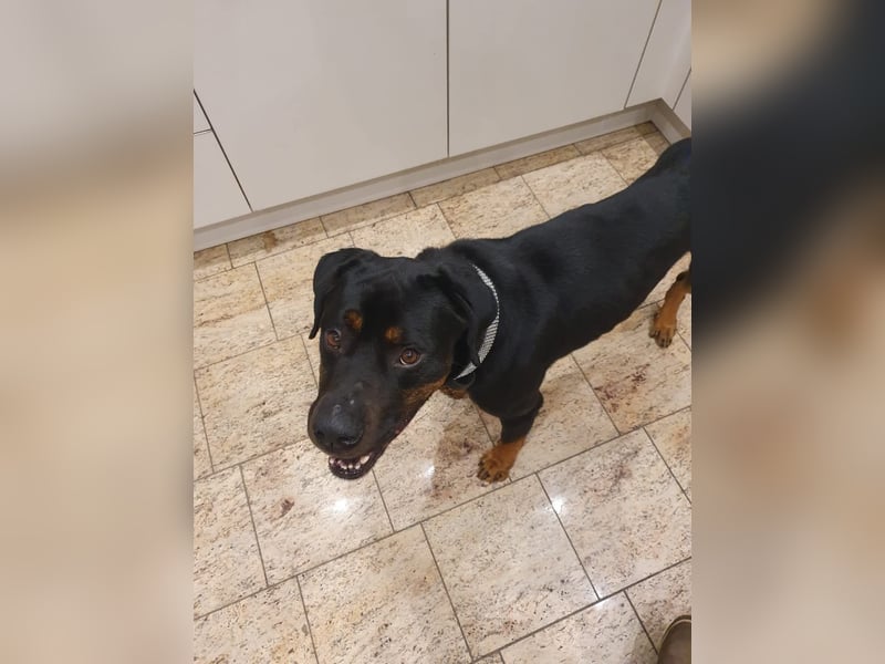 Neyko ein Verschmuster Rottweiler