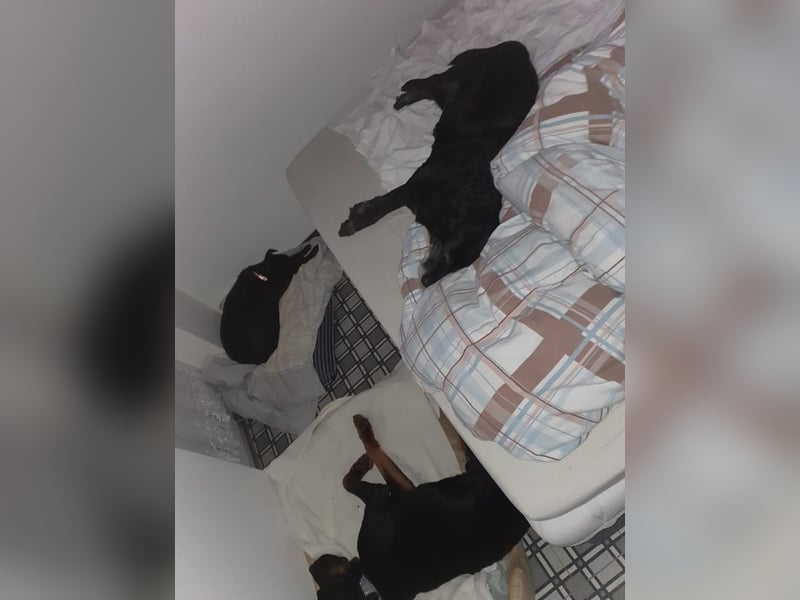 Neyko ein Verschmuster Rottweiler