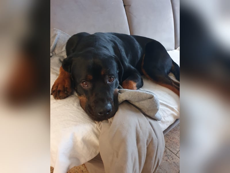 Neyko ein Verschmuster Rottweiler