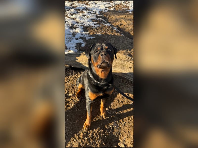 Rottweiler Samy als Deckrüde