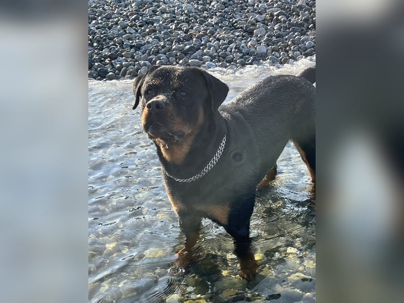 Rottweiler Samy als Deckrüde
