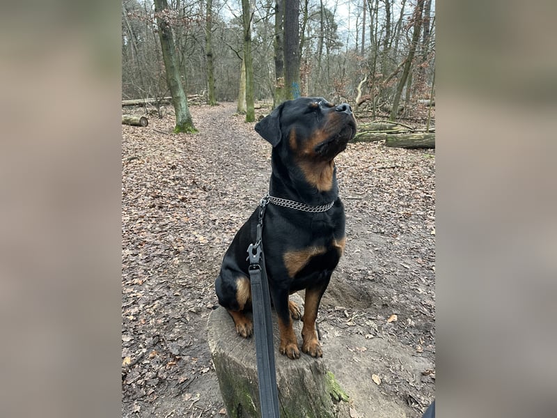 Rottweiler Samy als Deckrüde