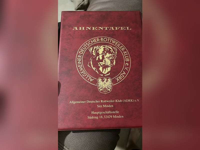 Rottweiler Samy als Deckrüde