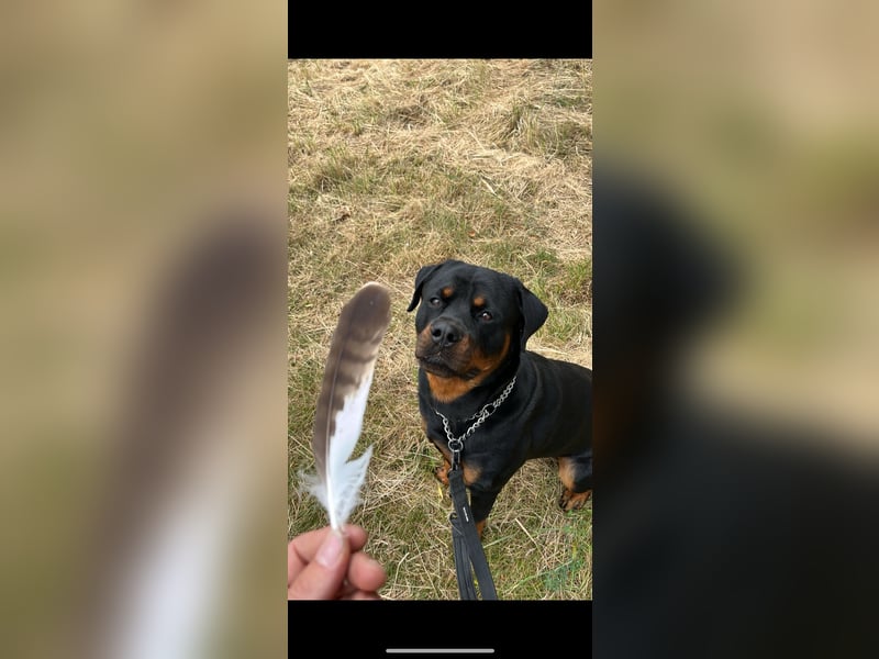 Rottweiler Samy als Deckrüde