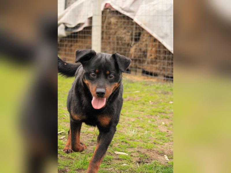 Brutus-LM, auf der Suche nach einem sicheren Zuhause!