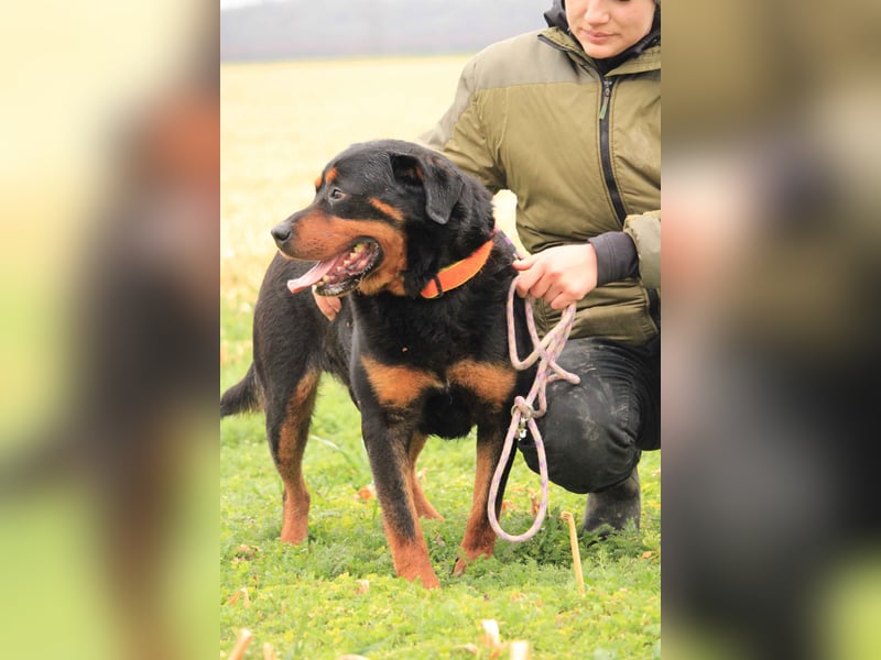 Delgado VA - Rottweiler mit großem Herz