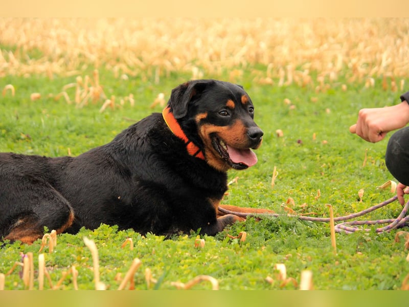 Delgado VA - Rottweiler mit großem Herz