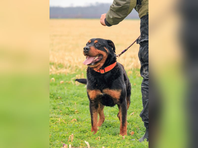Delgado VA - Rottweiler mit großem Herz