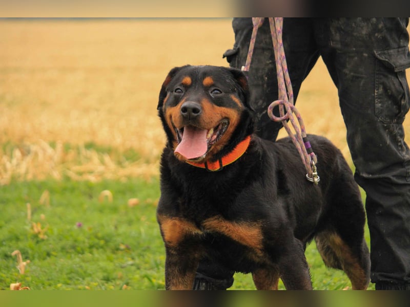 Delgado VA - Rottweiler mit großem Herz