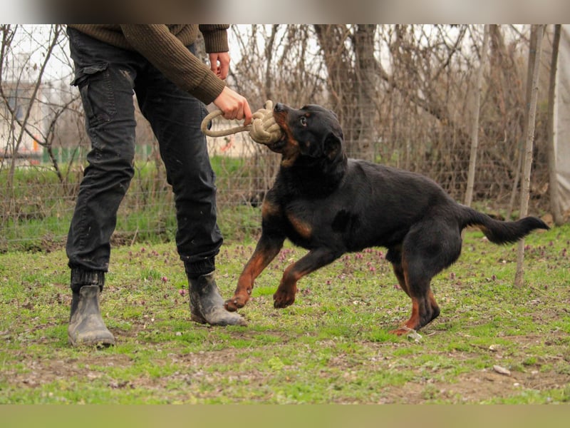 Brutus-LM, auf der Suche nach einem sicheren Zuhause!