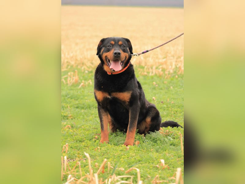 Delgado VA - Rottweiler mit großem Herz