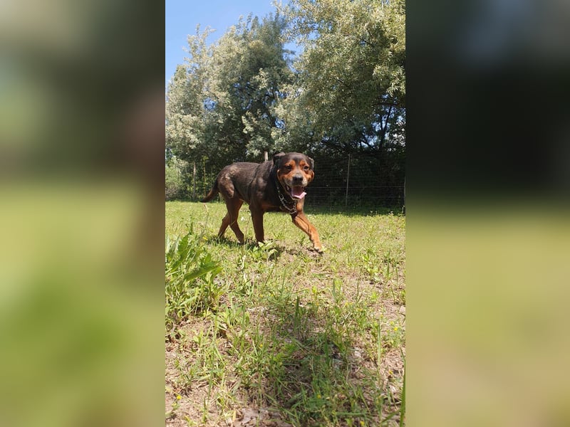 Apu-DG, Charmeur sucht warmes Körbchen!