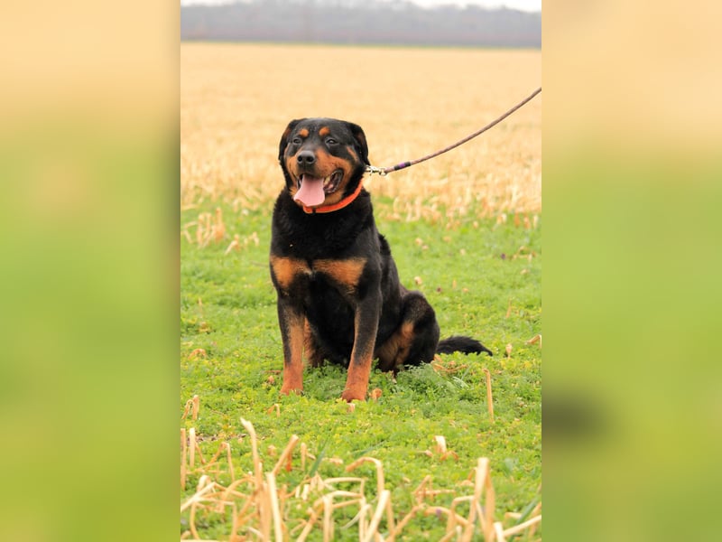 Delgado VA - Rottweiler mit großem Herz