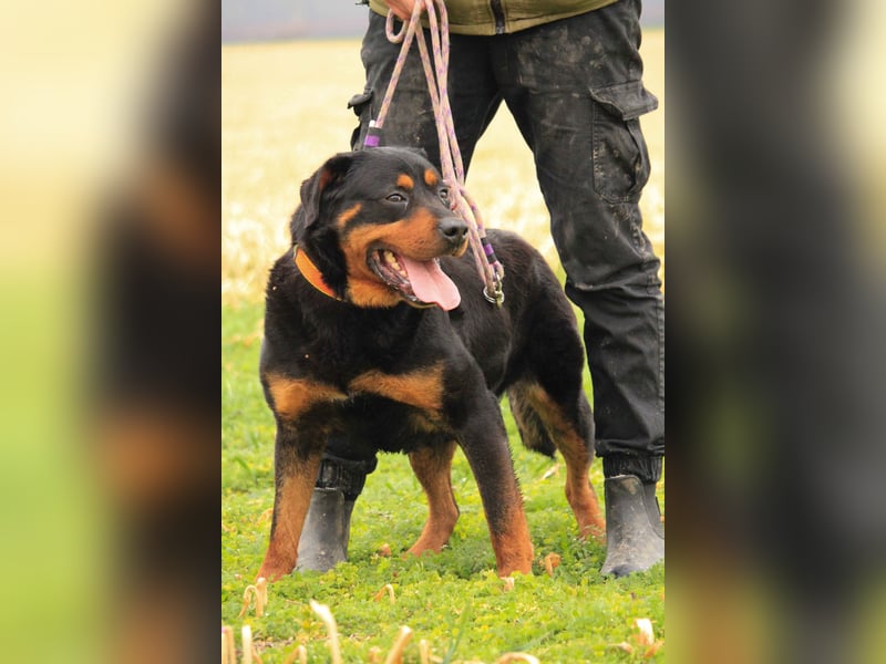 Delgado VA - Rottweiler mit großem Herz