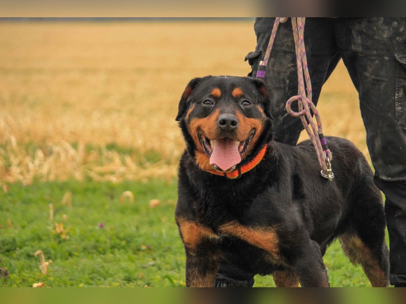 Delgado VA - Rottweiler mit großem Herz