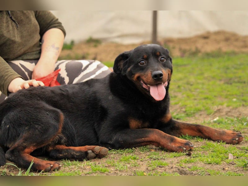 Brutus-LM, auf der Suche nach einem sicheren Zuhause!