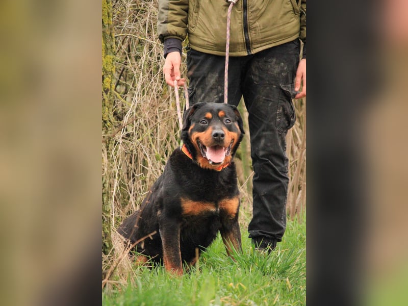 Delgado VA - Rottweiler mit großem Herz