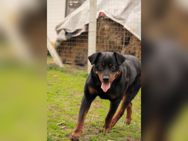 Brutus-LM, auf der Suche nach einem sicheren Zuhause!