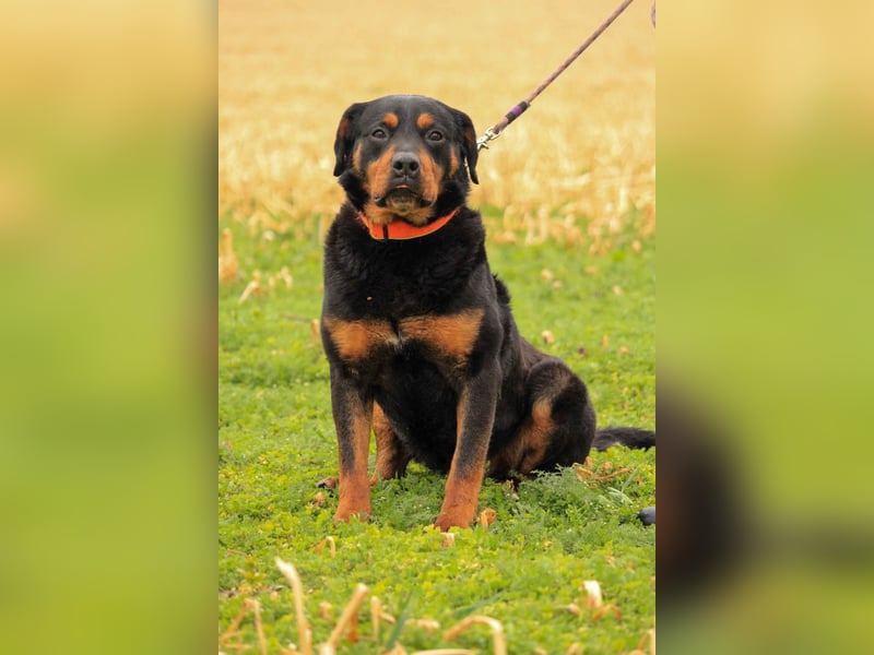 Delgado VA - Rottweiler mit großem Herz