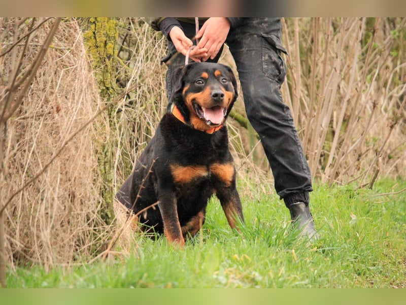 Delgado VA - Rottweiler mit großem Herz