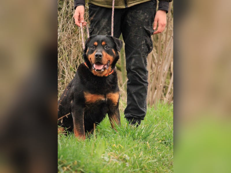 Delgado VA - Rottweiler mit großem Herz