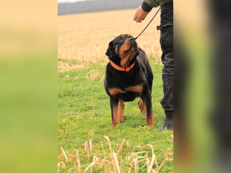 Delgado VA - Rottweiler mit großem Herz