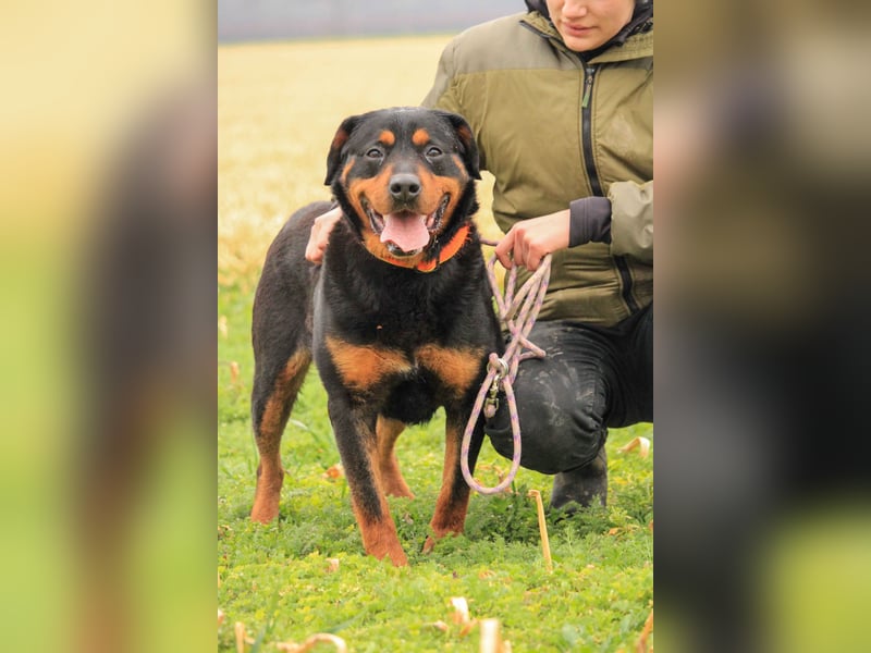 Delgado VA - Rottweiler mit großem Herz