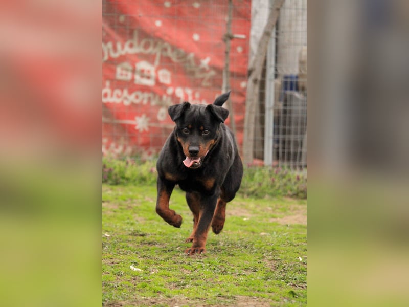 Brutus-LM, auf der Suche nach einem sicheren Zuhause!