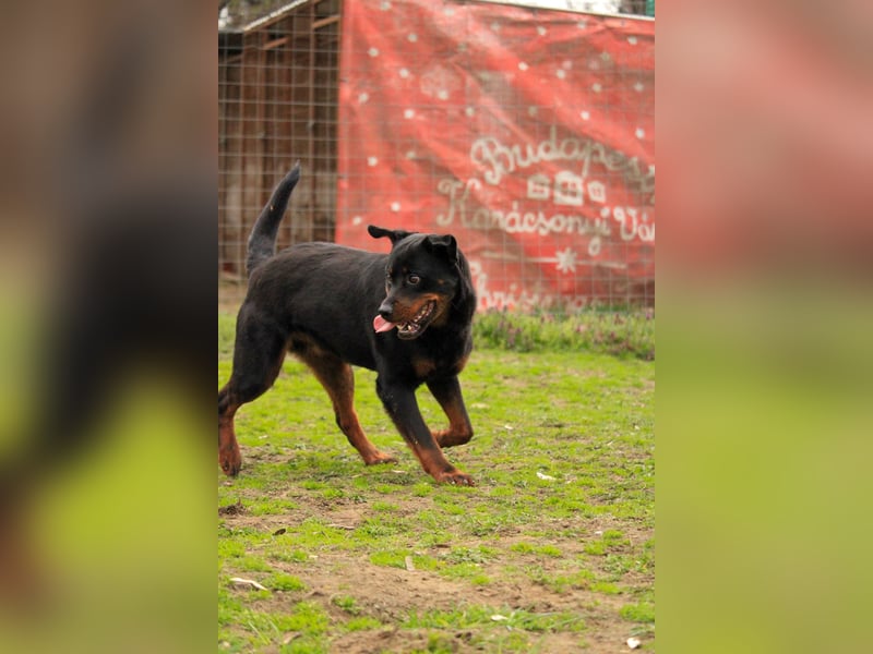 Brutus-LM, auf der Suche nach einem sicheren Zuhause!