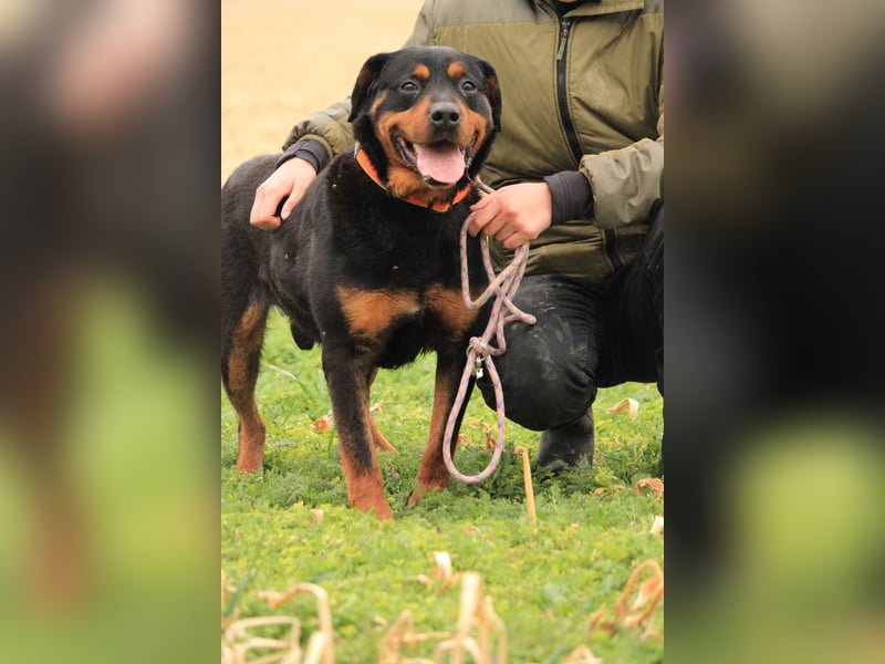 Delgado VA - Rottweiler mit großem Herz