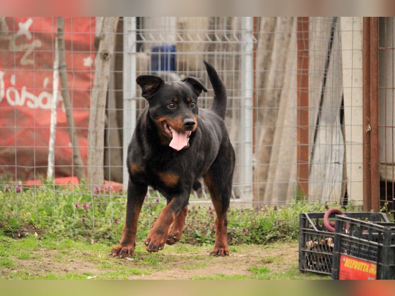 Brutus-LM, auf der Suche nach einem sicheren Zuhause!
