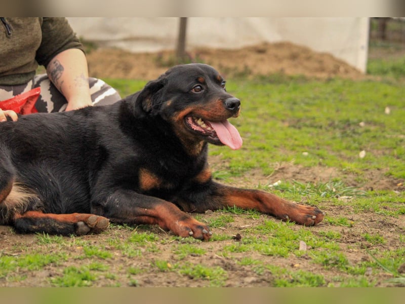 Brutus-LM, auf der Suche nach einem sicheren Zuhause!