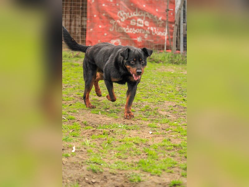 Brutus-LM, auf der Suche nach einem sicheren Zuhause!