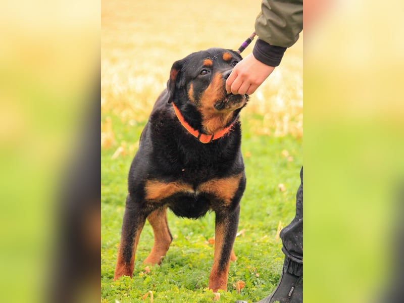Delgado VA - Rottweiler mit großem Herz