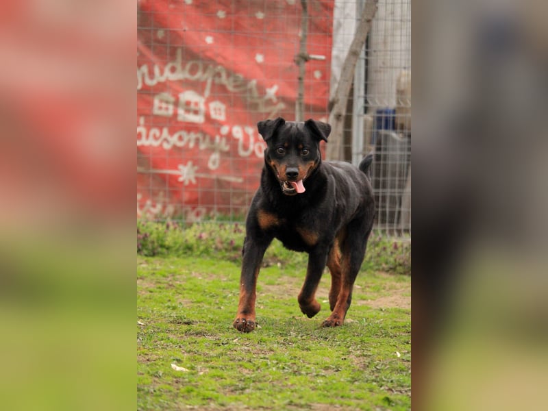 Brutus-LM, auf der Suche nach einem sicheren Zuhause!