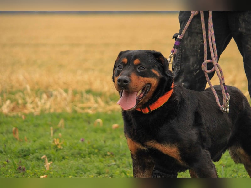 Delgado VA - Rottweiler mit großem Herz
