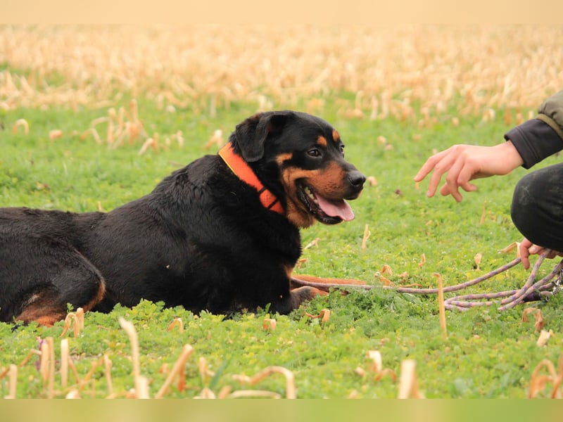 Delgado VA - Rottweiler mit großem Herz