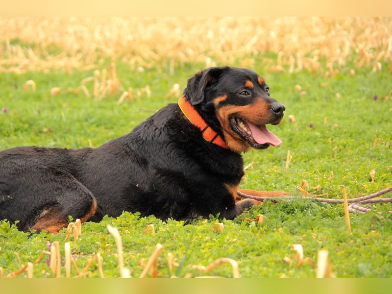 Delgado VA - Rottweiler mit großem Herz