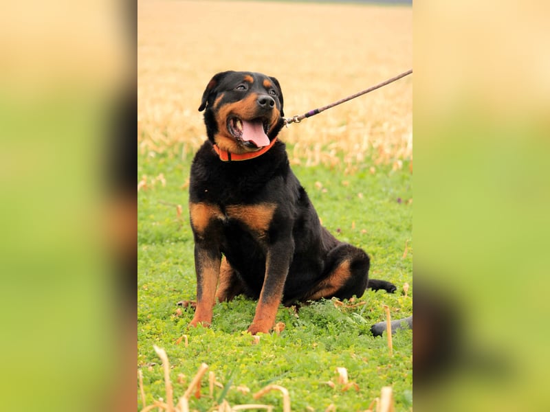 Delgado VA - Rottweiler mit großem Herz