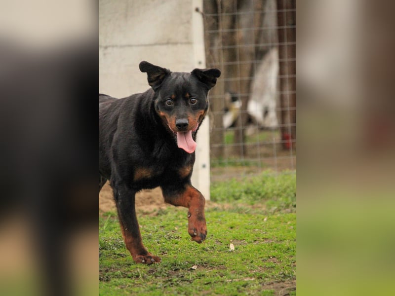 Brutus-LM, auf der Suche nach einem sicheren Zuhause!