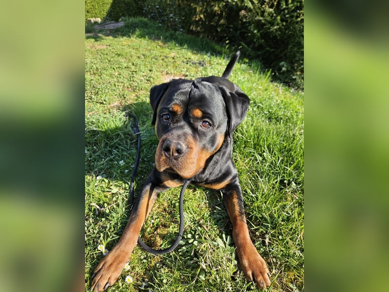 Rottirüde (20 Monate) sucht neues Zuhause