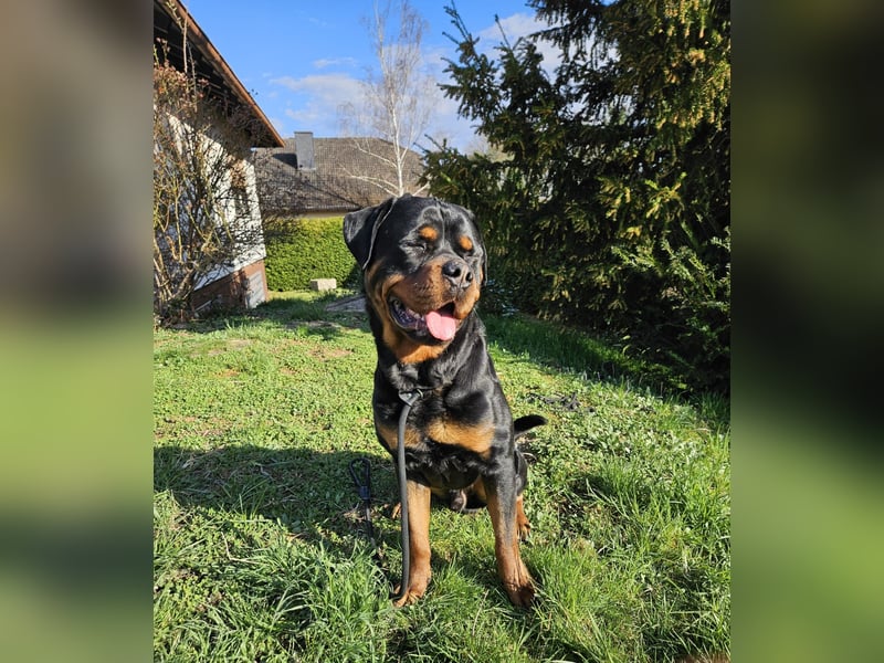 Rottirüde (20 Monate) sucht neues Zuhause