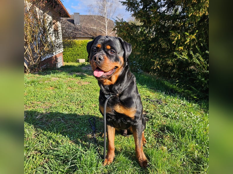 Rottirüde (20 Monate) sucht neues Zuhause