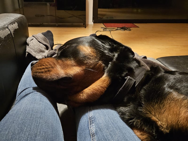 Rottirüde (20 Monate) sucht neues Zuhause