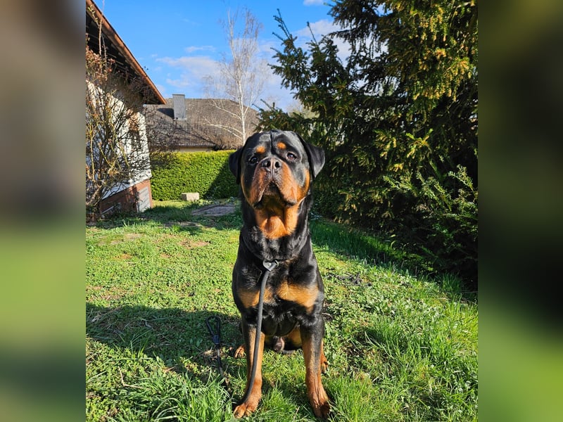 Rottirüde (20 Monate) sucht neues Zuhause