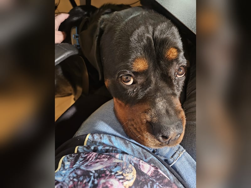 Rottirüde (20 Monate) sucht neues Zuhause