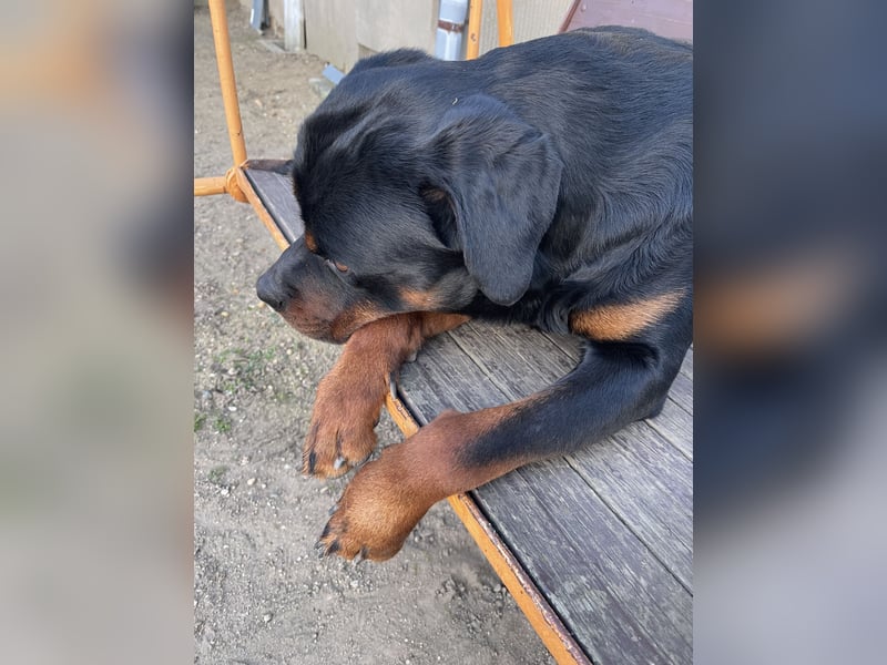 Rottweiler