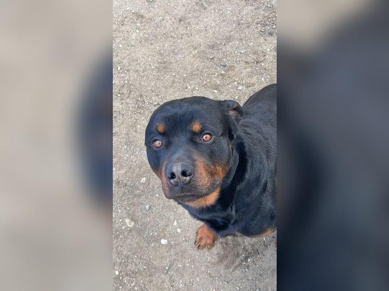 Rottweiler