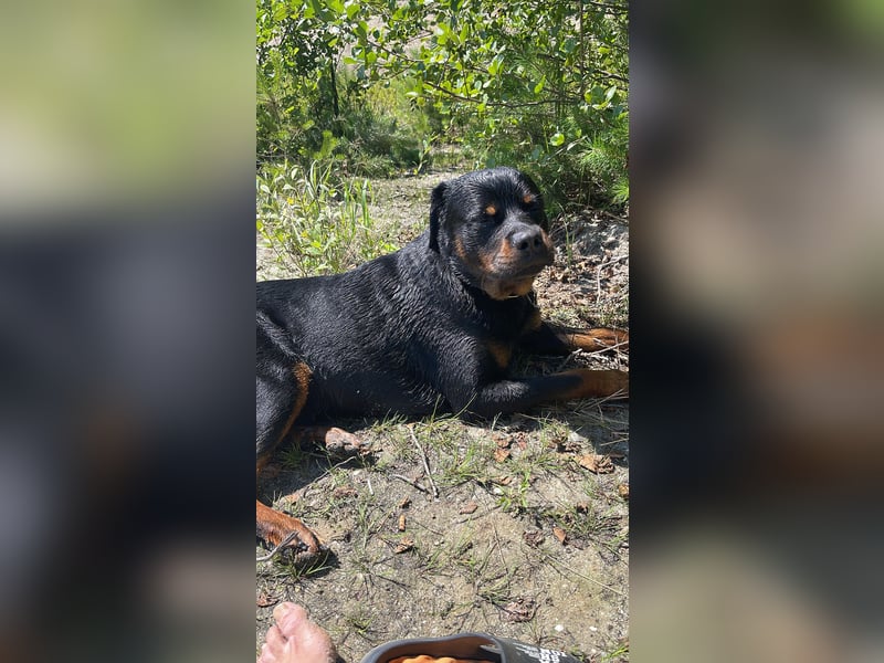 Rottweiler