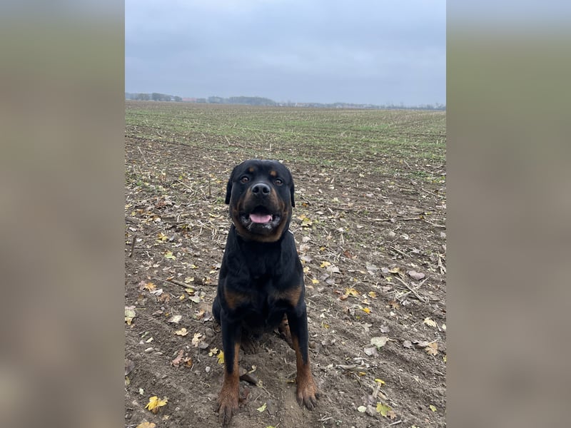 Rottweiler